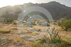 Anza-Borrego Desert cactus photo