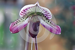 Enhanced Picture of Beautiful Orchid Papphiopedilum Callosum Ladys Slipper photo