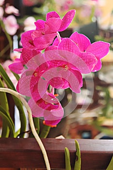 Enhanced Picture of Beautiful Orchid Vanda Fuchs Cherry Rose