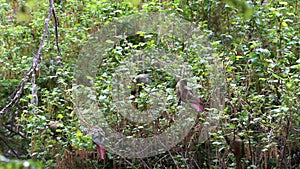 Enicognathus ferrugineus, Austral, Conure, Emerald Parakeet