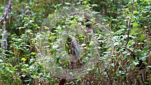 Enicognathus ferrugineus, Austral, Conure, Emerald Parakeet