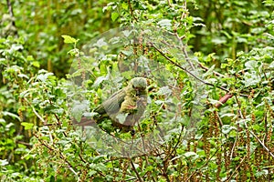 Enicognathus ferrugineus, the Austral Parakeet, Austral Conure or Emerald Parakeet.