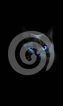 Enigmatic Cat in Darkness: Blue-Eyed Beauty