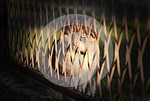 Enigmatic cat face hides behind iron fence. Magical felis catus green eye looks on me through small frame in fence. Charming look