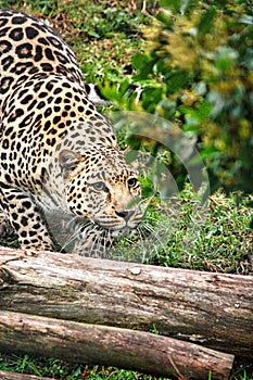 An enigmatic female African Leopard