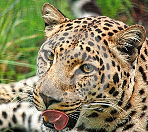 An enigmatic female African Leopard