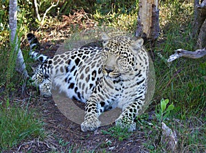 An enigmatic female African Leopard