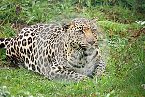 An enigmatic female African Leopard