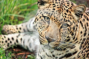 An enigmatic female African Leopard