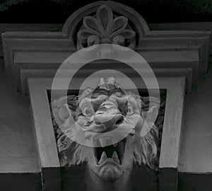 Enigmatic lion roaring