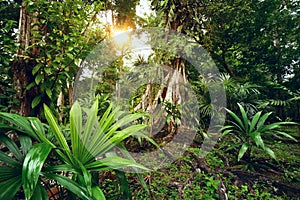 Enigmatic and mysterious rainforests of Central America. Guatemala. photo