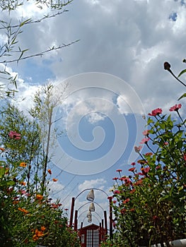 Enjoy the afternoon in the flower garden