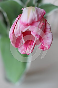 Enjoy Spring day. Happy Easter. Pink tulips isolated on white background. Flowers composition. Pink tulip flowers