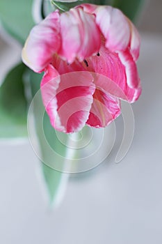 Enjoy Spring day. Happy Easter. Pink tulips isolated on white background. Flowers composition. Pink tulip flowers