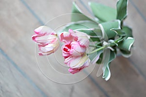 Enjoy Spring day. Happy Easter. Pink tulips isolated on white background. Flowers composition. Pink tulip flowers