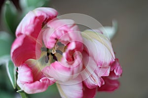 Enjoy Spring day. Happy Easter. Pink tulips isolated on white background. Flowers composition. Pink tulip flowers