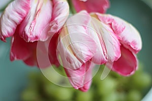 Enjoy Spring day. Happy Easter. Pink tulips isolated on white background. Flowers composition. Pink tulip flowers