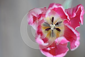 Enjoy Spring day. Happy Easter. Pink tulips isolated on white background. Flowers composition. Pink tulip flowers