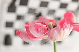 Enjoy Spring day. Happy Easter. Pink tulips isolated on white and black chess board background. Flowers composition.