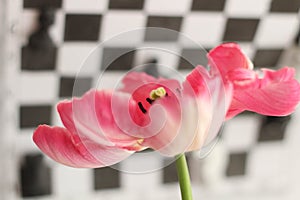 Enjoy Spring day. Happy Easter. Pink tulips isolated on white and black chess board background. Flowers composition.