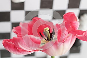 Enjoy Spring day. Happy Easter. Pink tulips isolated on white and black chess board background. Flowers composition.