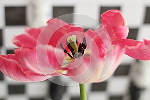 Enjoy Spring day. Happy Easter. Pink tulips isolated on white and black chess board background. Flowers composition.