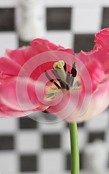Enjoy Spring day. Happy Easter. Pink tulips isolated on white and black chess board background. Flowers composition.