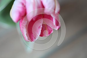 Enjoy Spring day. Happy Easter. Pink tulips  on white background. Flowers composition. Pink tulip flowers