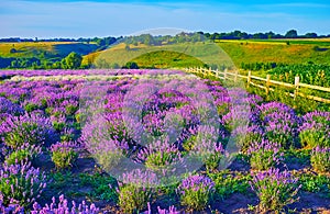 Enjoy the summer lavender blossom