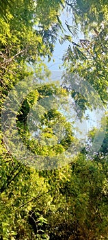 enjoy the swish of the wind and the boisterous sound of very dense bamboo trees photo