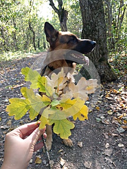 Enjoying autumn, perfect day with my dog