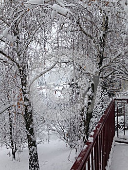 Winter wonderland, our snowy garden in Serbia, Fruska Gora