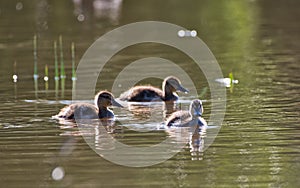 Ducklings on the pons on a bright sunny day photo