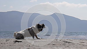 Enjoying a happy life, a small cute dog tumbles on the shore of the lake against the background of mountains.