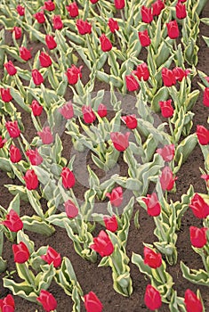 Enjoying nature. Soil for growing flowers. Growing perfect scarlet red tulips. Beautiful tulip fields. Field of tulips