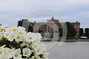 Enjoying the summer in Stockholm