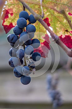 Enkhuizen, Netherlands. October 2022. Close up shot of grapes and discoloring leaves.