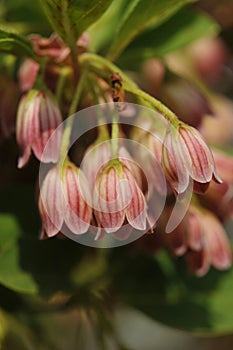 Enkianthus campanulatus var. campanulatus