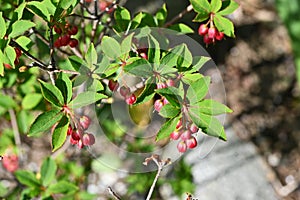 Enkianthus cernuus flowers. A deciduous shrub of the Ericaceae endemic to Japan, its Japanese name is \'Beni-Dodan\'.