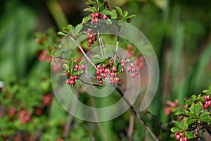 Enkianthus cernuus flowers. A deciduous shrub of the Ericaceae endemic to Japan, its Japanese name is \'Beni-Dodan\'.