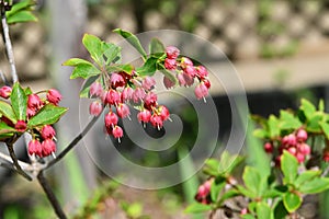 Enkianthus cernuus flowers. A deciduous shrub of the Ericaceae endemic to Japan, its Japanese name is \'Beni-Dodan\'. photo