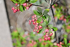 Enkianthus cernuus flowers. A deciduous shrub of the Ericaceae endemic to Japan, its Japanese name is \'Beni-Dodan\'. photo