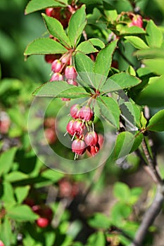 Enkianthus cernuus flowers. A deciduous shrub of the Ericaceae endemic to Japan, its Japanese name is \'Beni-Dodan\'. photo