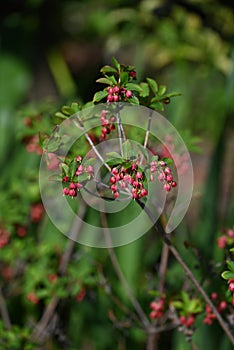 Enkianthus cernuus flowers. A deciduous shrub of the Ericaceae endemic to Japan, its Japanese name is \'Beni-Dodan\'. photo