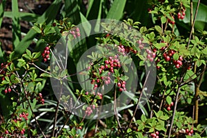 Enkianthus cernuus flowers. A deciduous shrub of the Ericaceae endemic to Japan, its Japanese name is \'Beni-Dodan\'. photo