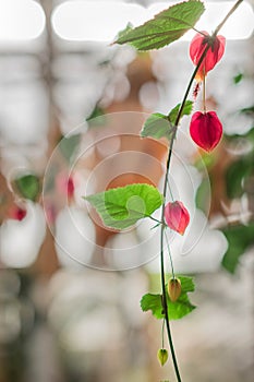 The Enkianthus chinensis in kunmingï¼ŒChina