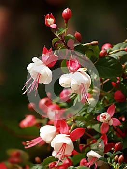 Enkianthus quinque florusLour