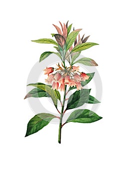 Enkianthus quinqueflorus | Antique Flower Illustrations