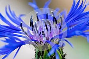 Enlarged close up of a bluebonnet or corn flower