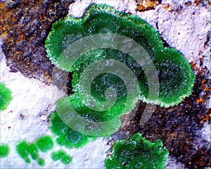 Enlarged green mineral grouping photo